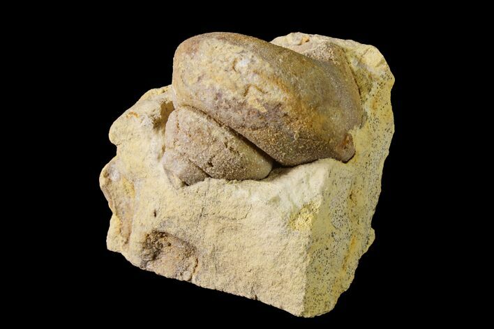 Ordovician Gastropod (Clathrospira) Fossil - Wisconsin #162977